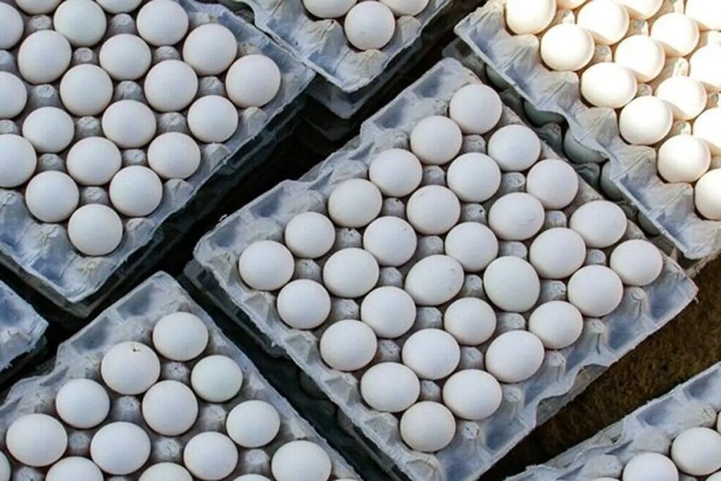 آیا قیمت تخم مرغ کاهش می یابد؟