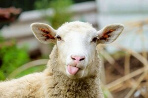 یک کیلوگرم گوسفند زنده در بازار چقدر است؟