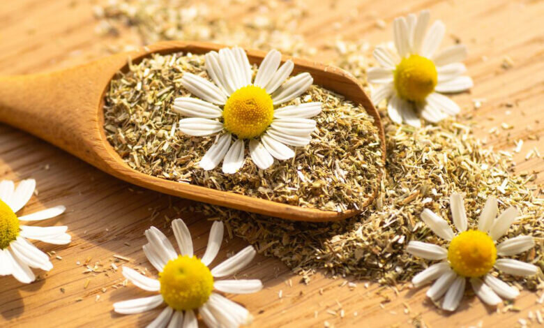 خواص بابونه و دموی آن / چه کسی نباید بابونه بخورد؟