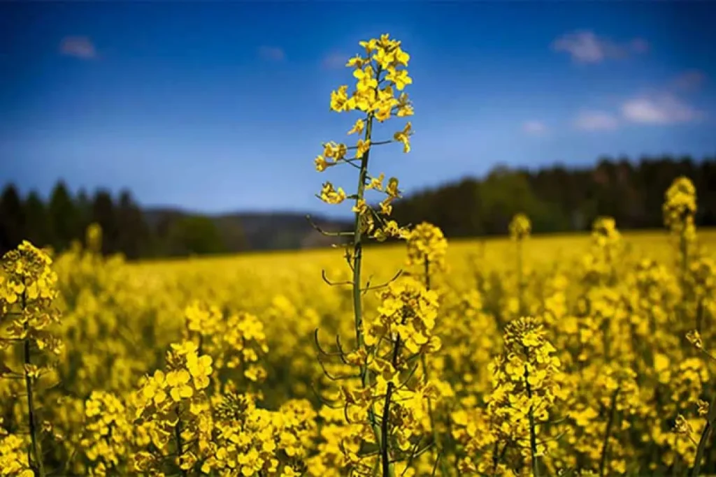 بخش خصوصی هنوز برای خرید تضمینی کلزا اعلام آمادگی نکرده است – تجارت نیوز