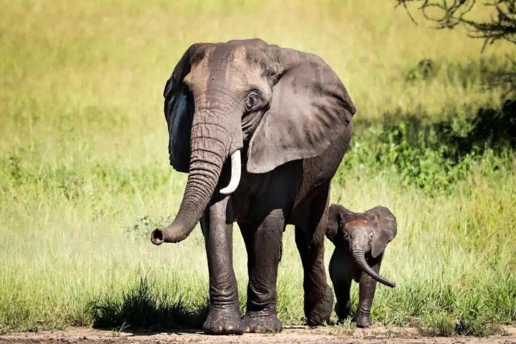 کودک فیل بازیگوش به عنوان یک پرنده افتاد