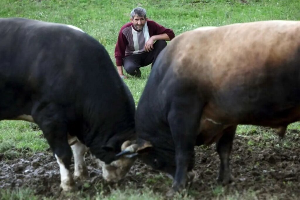 یورش ناگهانی گاوهای عصبانی به تماشاگران در مسابقه سنتی