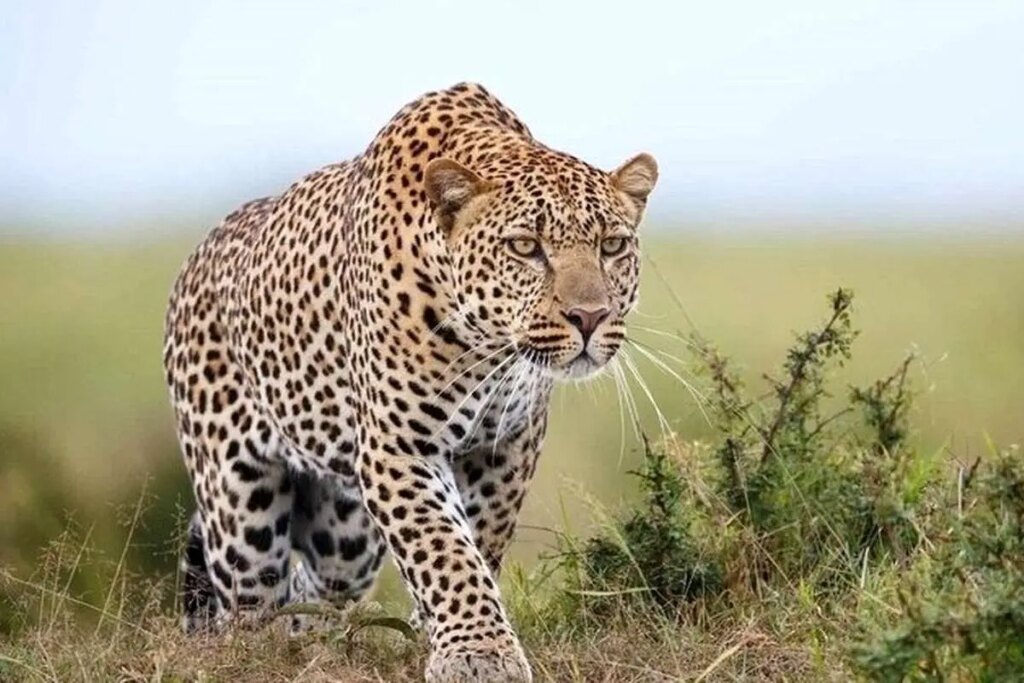 ببینید حمله پلنگ به گوسفند در شهروود