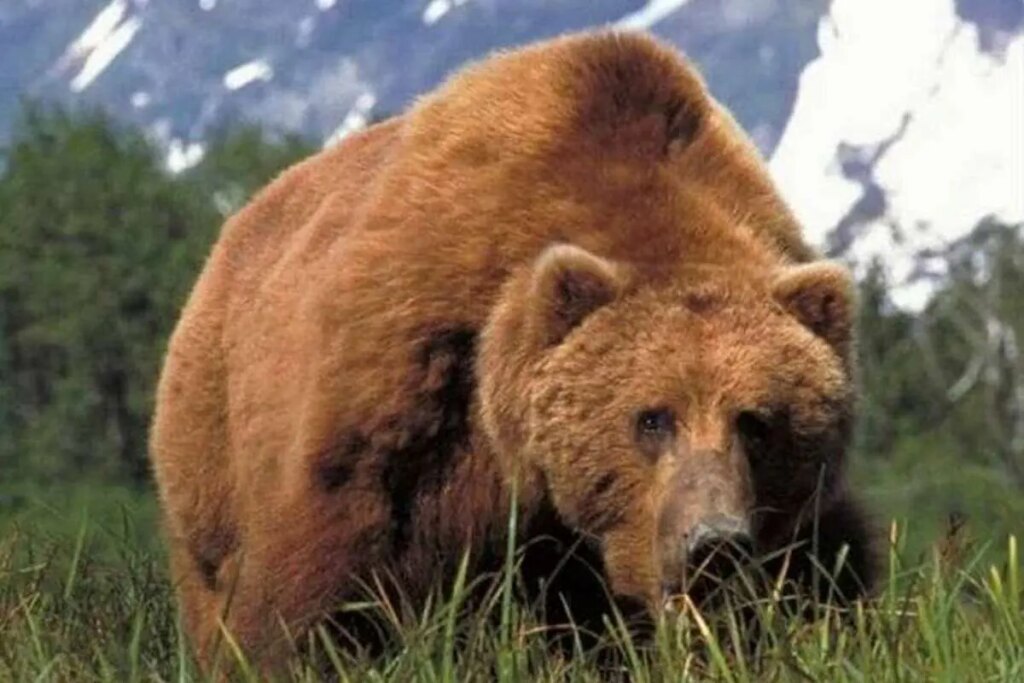 حمله خرس وحشی به یک راننده در خوزستان