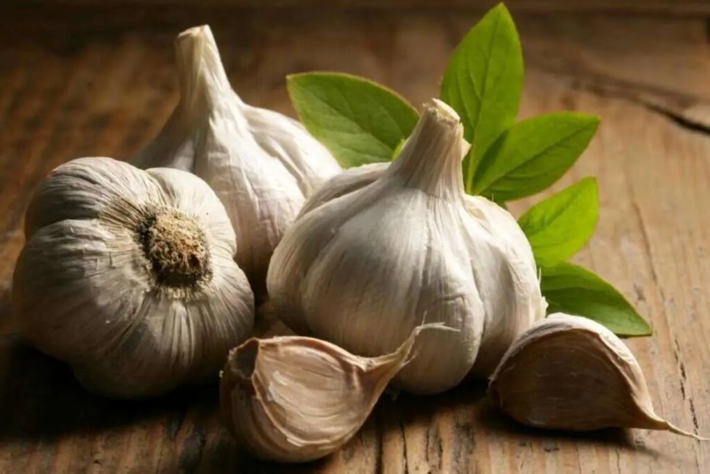 این گیاه ضد ویروس است