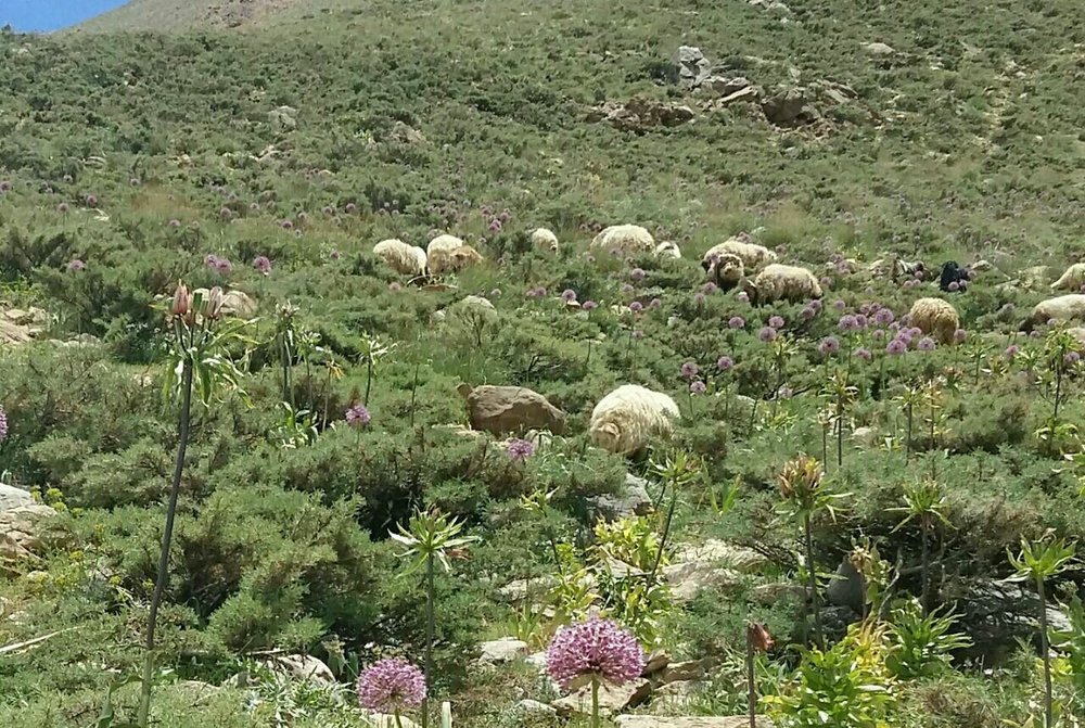 لزوم همراهی دامداران و عشایر برای حفظ مراتع و منابع طبیعی کشور