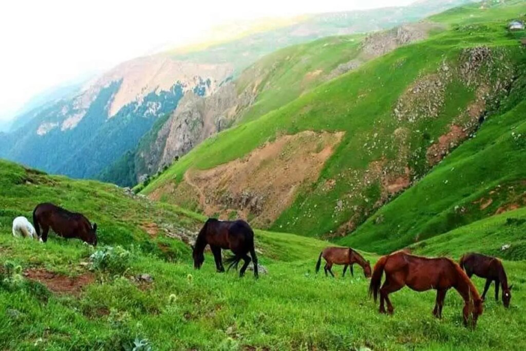 اسب های بهاری در دیلمن گیلان