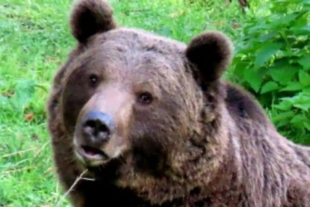 بقیه خرس قهوه ای در جنگل های مازندران