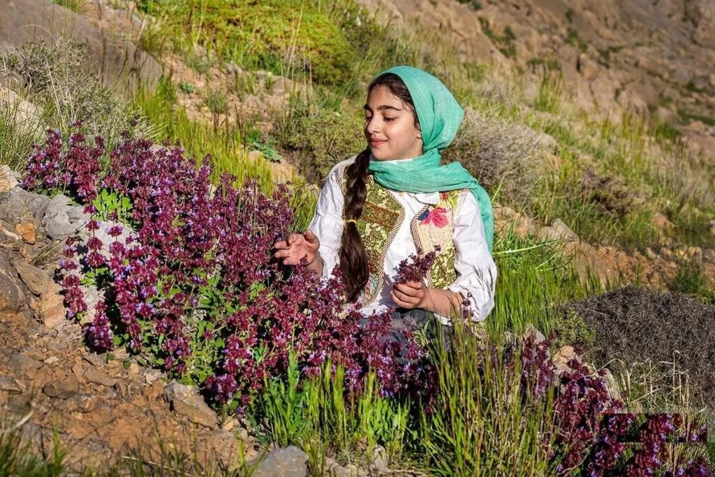 تصاویر برداشت گیاهان دارویی در ارتفاعات Chaharmahal & Bakhtiari