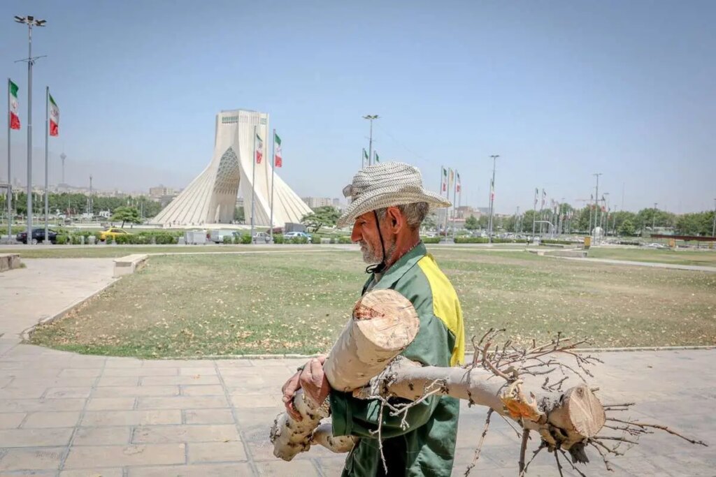 تصاویر برش درختان مربع آزادی