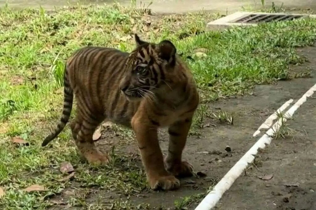 تولد نادر یک ببر ببر سوماترا ؛ یک امید جدید برای نجات گونه ای در آستانه انقراض
