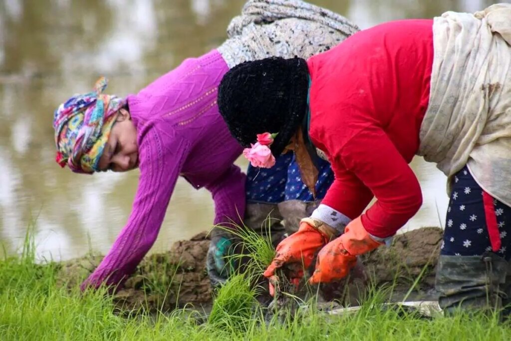 تصاویر پیوند برنج در گیلان