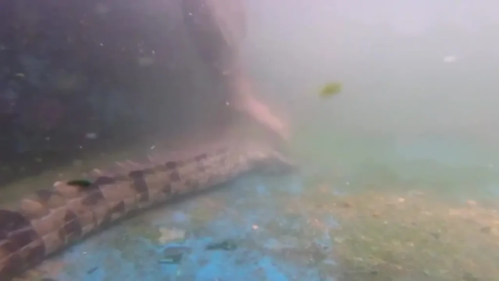 آخرین نبرد برای نجات کروکودیل اورینوکو از انقراض