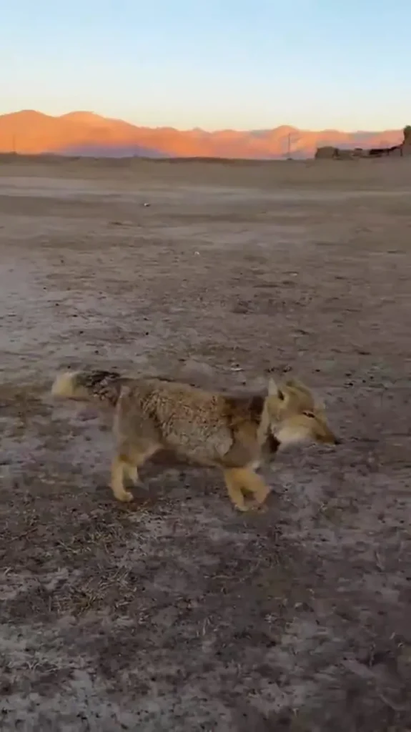 ببینید؛ روباه تبتی؛ شکارچی زیرک فلات‌های بلند آسیا