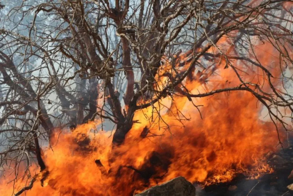 جنگل‌های کهگیلویه زیر سایه تهدید آتش سوزی