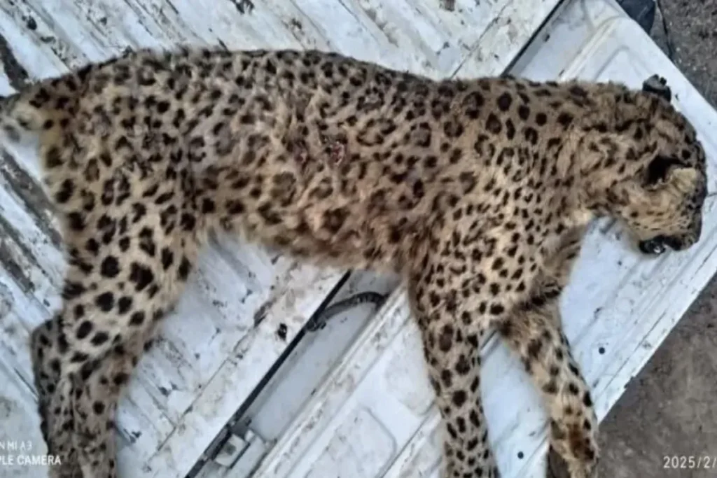 پلنگ ماده ایرانی تلف شد