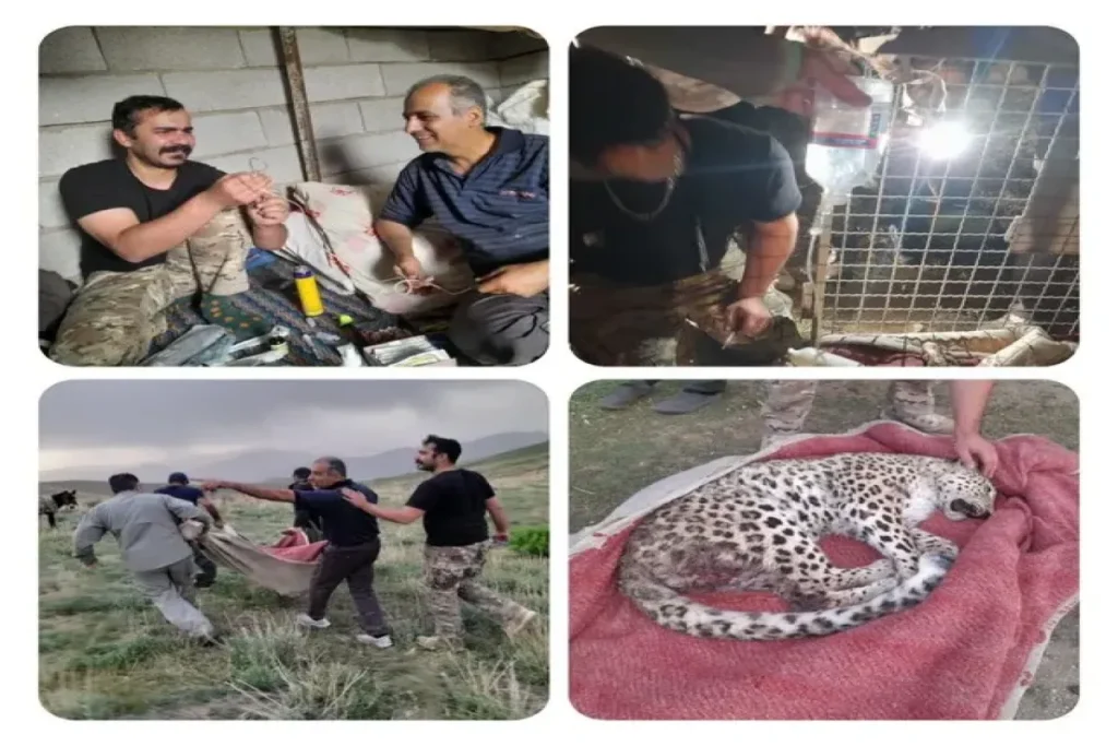 پلنگ ماده ایرانی در البرز تلف شد