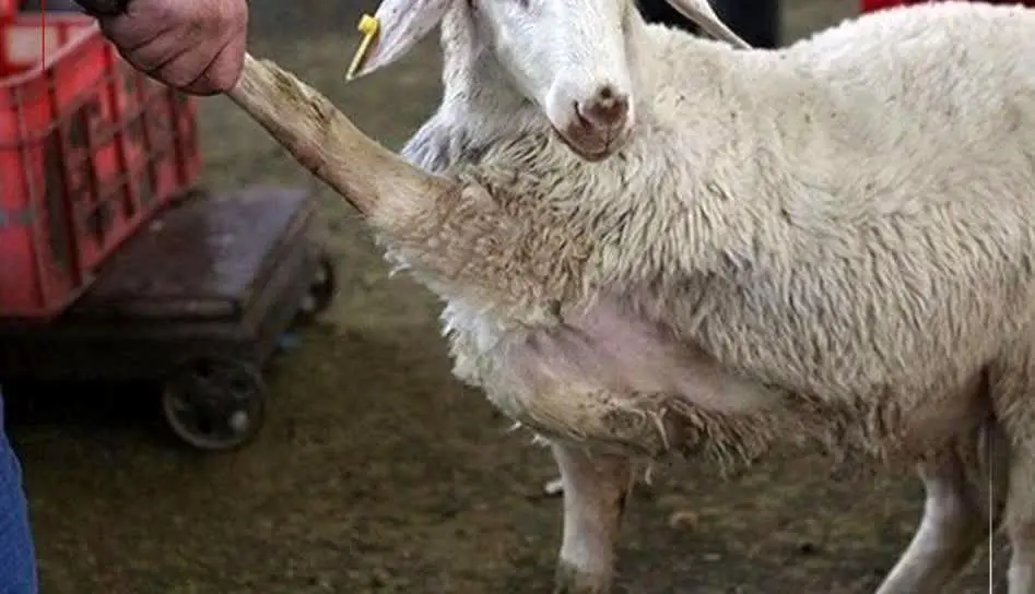 گوسفند زنده کیلویی ۳۰۰ هزار تومان شد