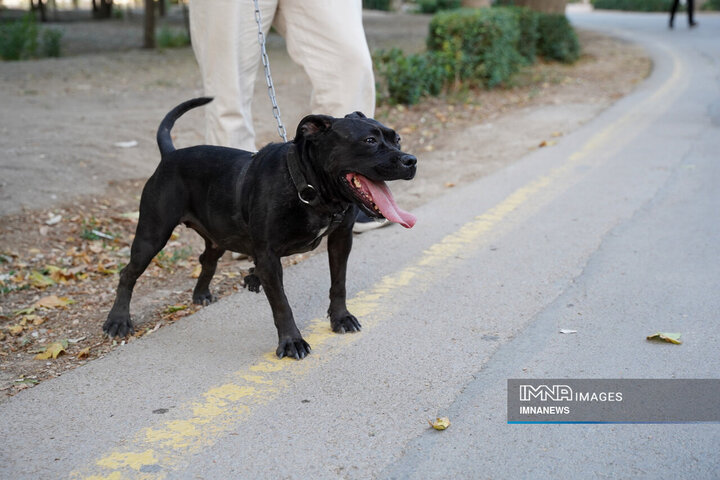 سگ -to -dog ؛ یک تهدید جدی برای تأمین اجتماعی