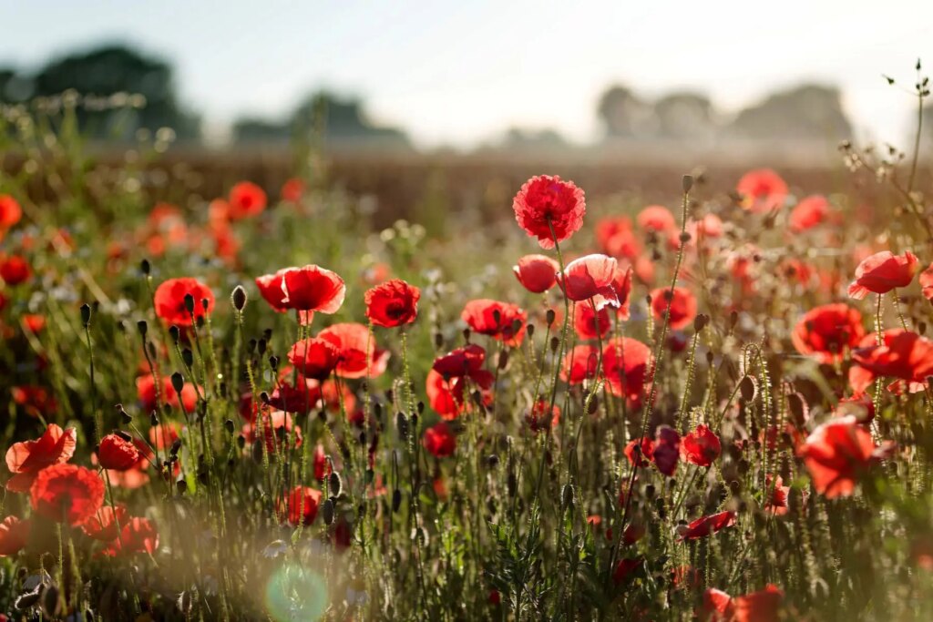 تفال به حافظ یکشنبه 18 خرداد ۱۴۰۴؛ اگر چه عرض هنر پیش یار بی‌ادبیست....