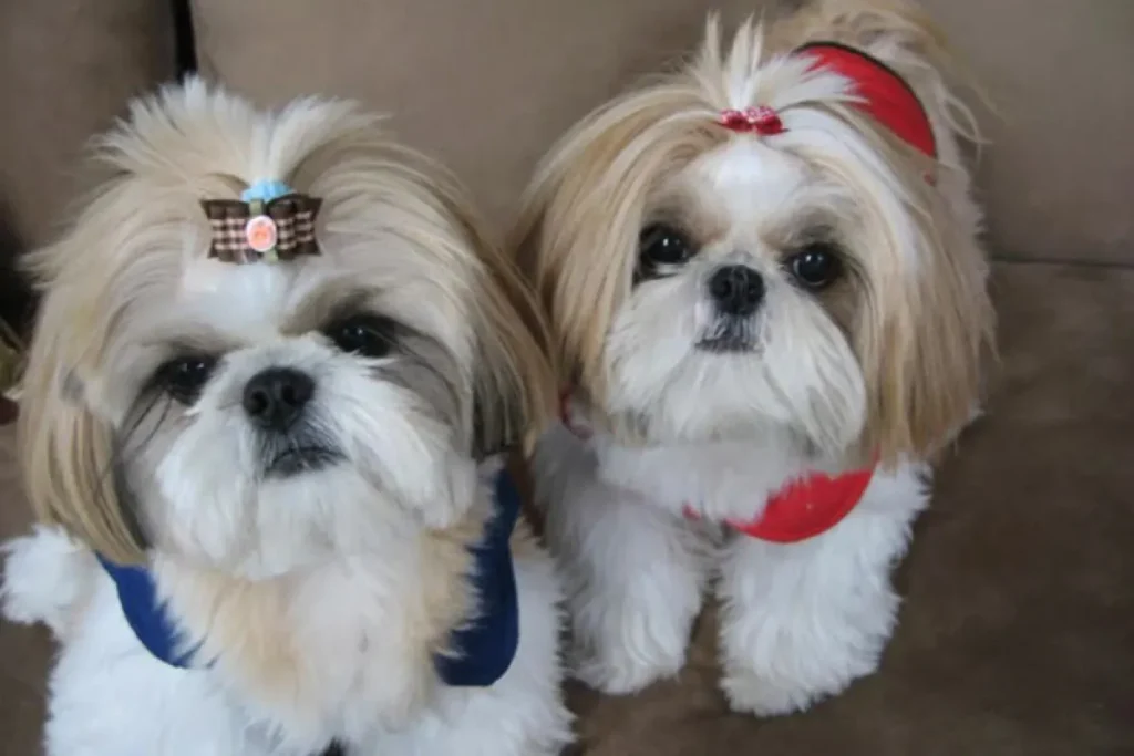 سگ گردانی در ۶ شهر بزرگ ایران ممنوع شد