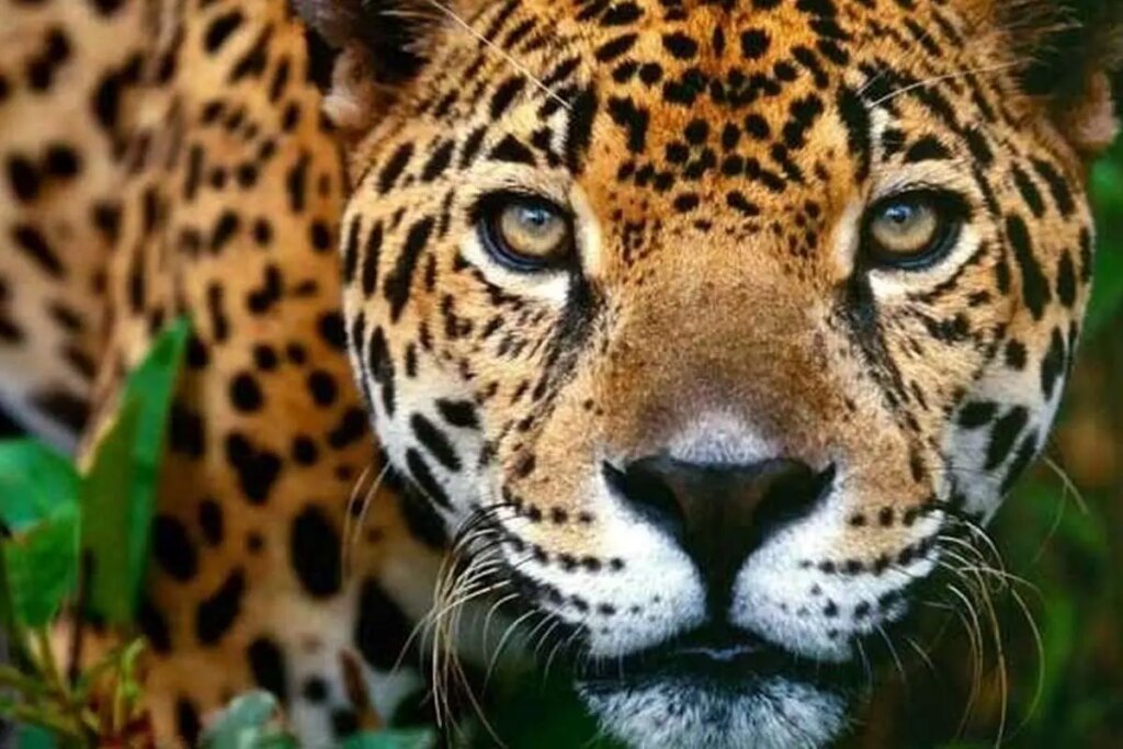 ببینید گشت و گذار پلنگ ایران در پارک ملی گلستان