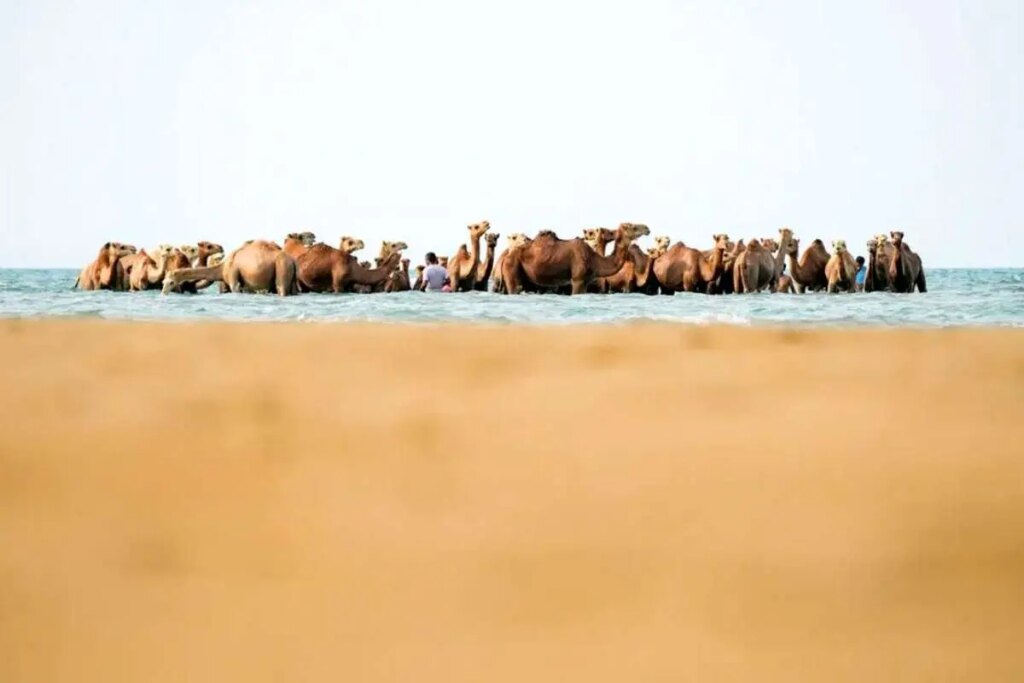 من می خواهم شتر باشم. درباره عکس حمام شتر در خلیج فارس