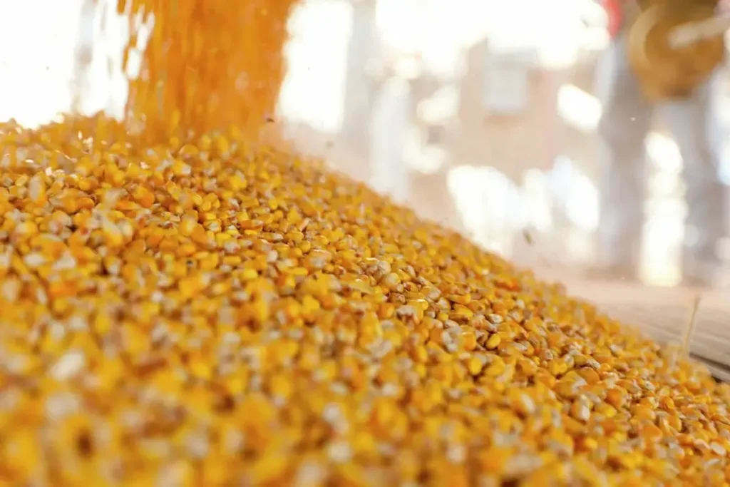 ذرت فاسدشده