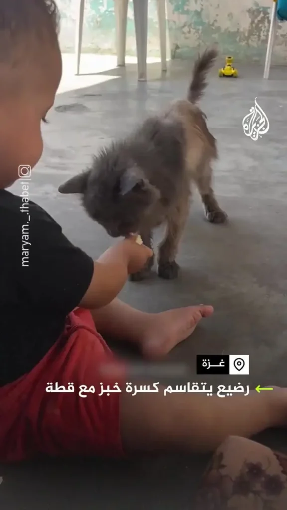 ببینید؛ کودک گرسنه غزه‌ای نان خود را با یک گربه تقسیم کرد