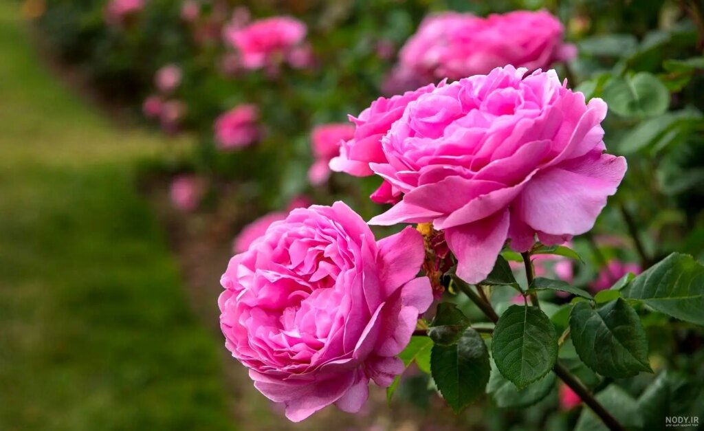 تفال به حافظ جمعه ۲7 تیر ۱۴۰۴؛به غیر از آن که بشد دین و دانش از دستم....