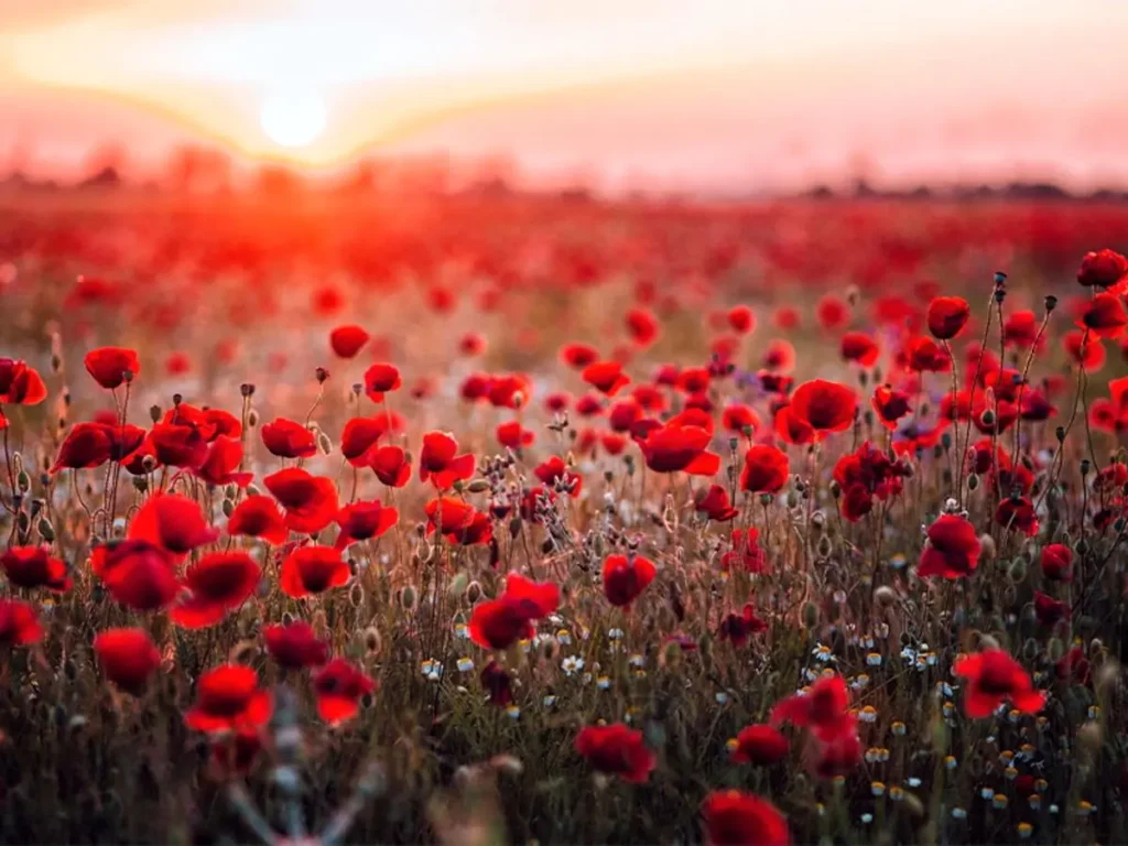 تفال به حافظ شنبه 28 تیر ۱۴۰۴؛آن کیست کز روی کرم با ما وفاداری کند....