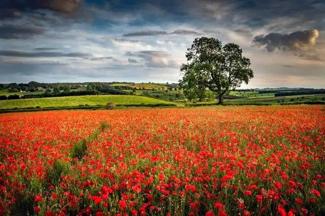 تفال به حافظ پنجشنبه 26 تیر ۱۴۰۴؛دردم از یار است و درمان نیز هم....