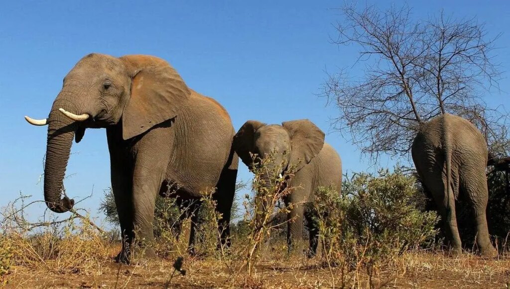فیل‌ها با حرکات خود، خواسته‌هایشان را بیان می‌کنند