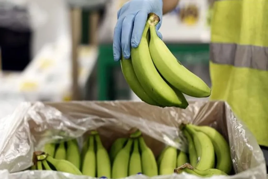 چرا ضوابط واردات موز به ازای صادرات تغییر کرد؟