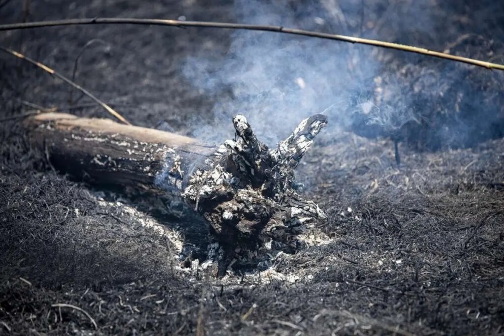 تصاویر سهل انگاری توریستی ؛ مهد کودک زاغمارز در آتش