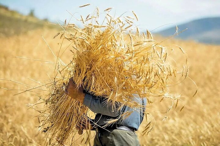 بیش از 1.5 میلیون تن گندم از کشاورزان خریداری شد