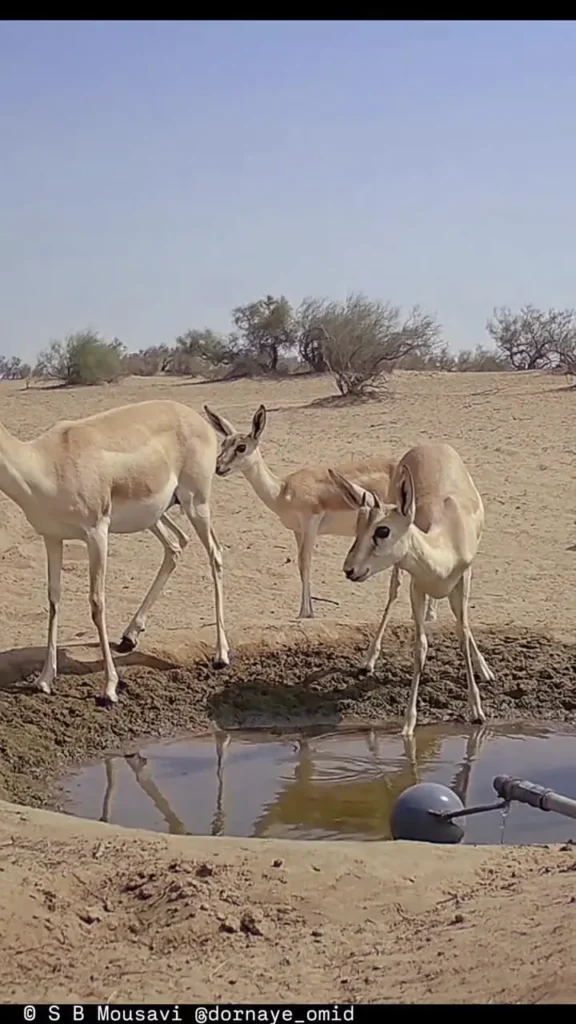 ببینید؛ احداث آبشخور برای آهوان منطقه حفاظت‌شده میشداغ