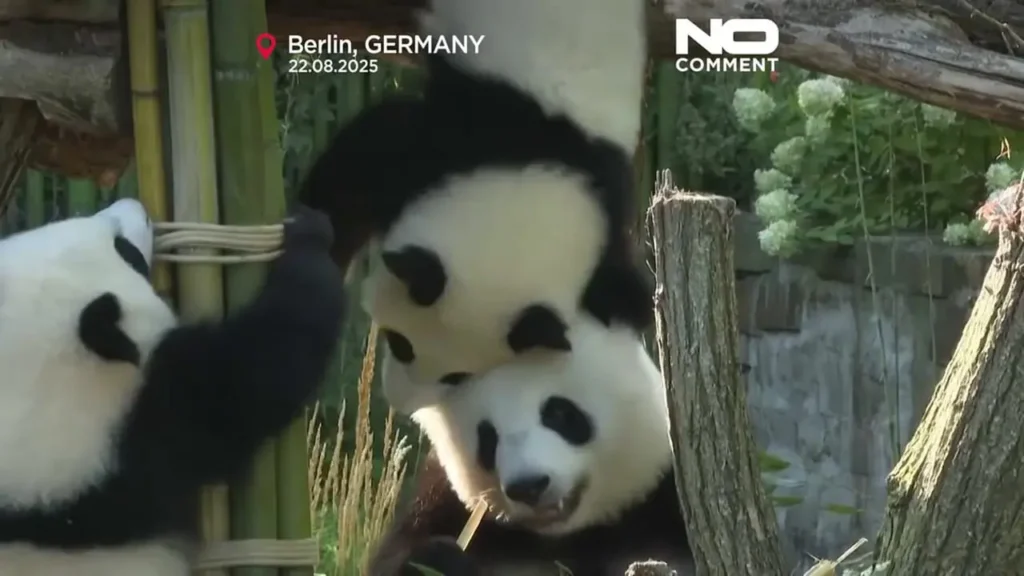 ببینید؛ تولد یک سالگی پانداهای دوقلوی برلین