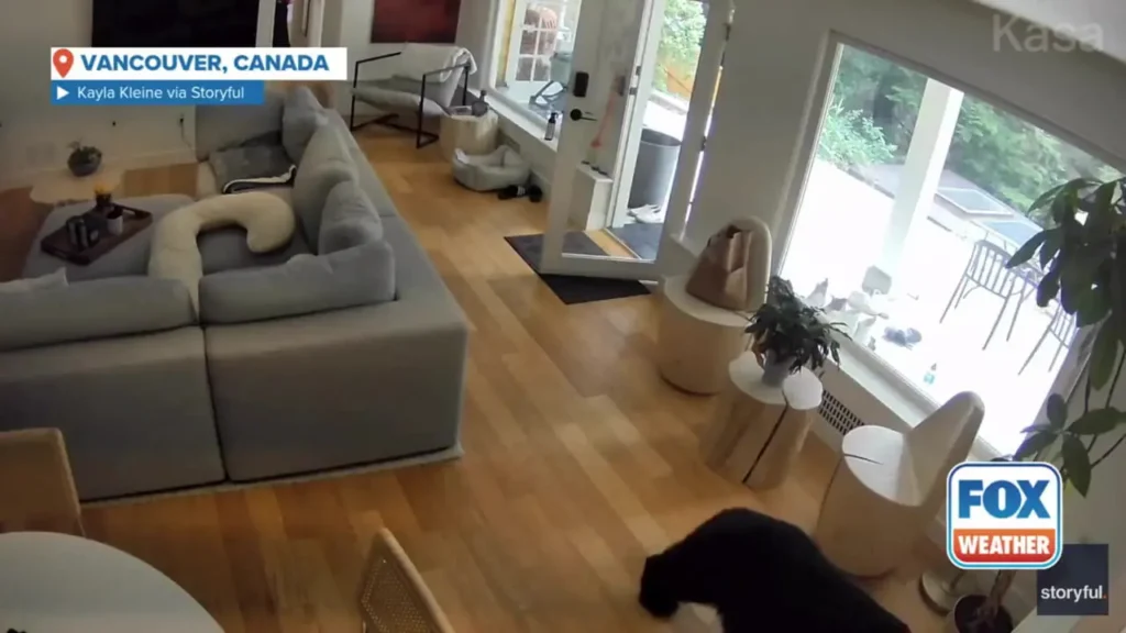 ببینید؛ سگ کوچولو خرس سیاه را از خانه صاحبش فراری داد