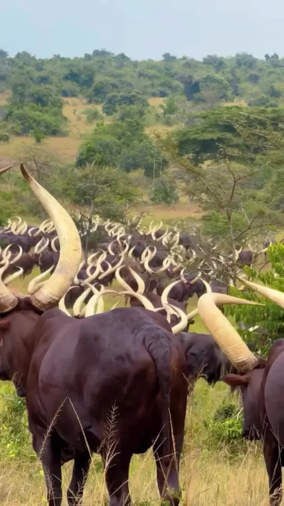 ببینید؛ علاقه گاوهای شاخ‌بلند آفریقا به موسیقی سنتی