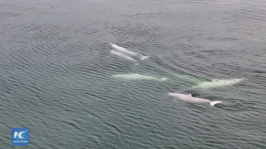 ببینید؛ لحظه شگفت انگیز مشاهده دلفین‌های سفید در چین