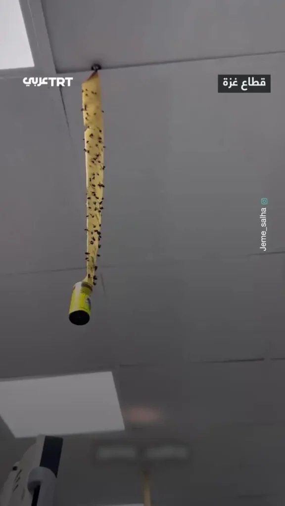 ببینید؛ هجوم مگس‌ها به بیمارستان‌های غزه