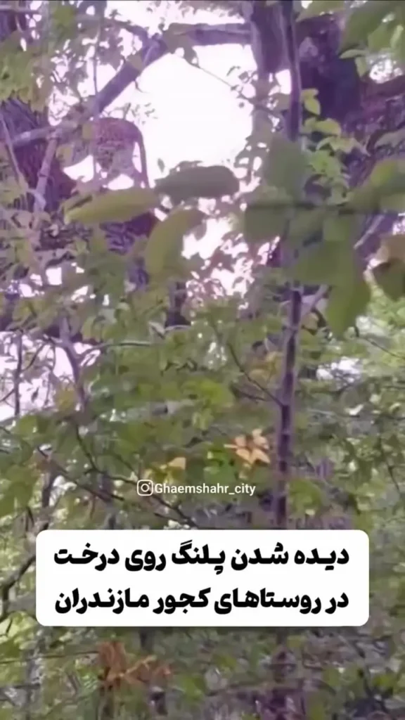 ببینید؛ پلنگ ایرانی روی شاخه درختی در مازندران