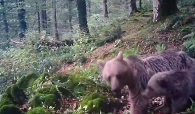 از پیشگام ایران در کاهش گازهای ازن به اولین تصویر دال معمولی