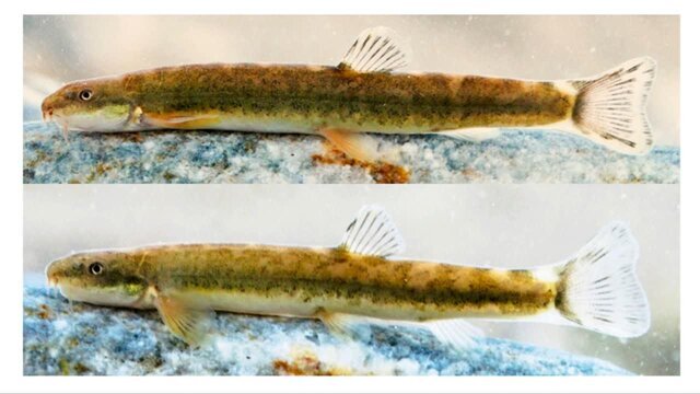 از پیشگام ایران در کاهش گازهای ازن به اولین تصویر دال معمولی