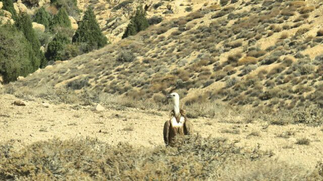 از پیشگام ایران در کاهش گازهای ازن به اولین تصویر دال معمولی