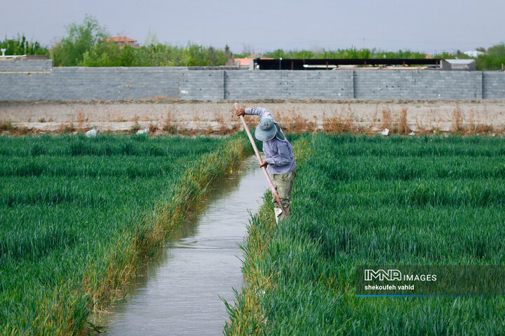 یارانه 2 ٪ ایالت ؛ تحول عمده در مدیریت بهینه مصرف آب کشاورزی