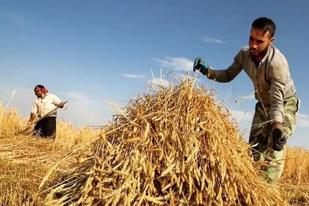 4 هزار 969 میلیارد تومان دیگر از مطالبات پرداخت شد گندمکاران