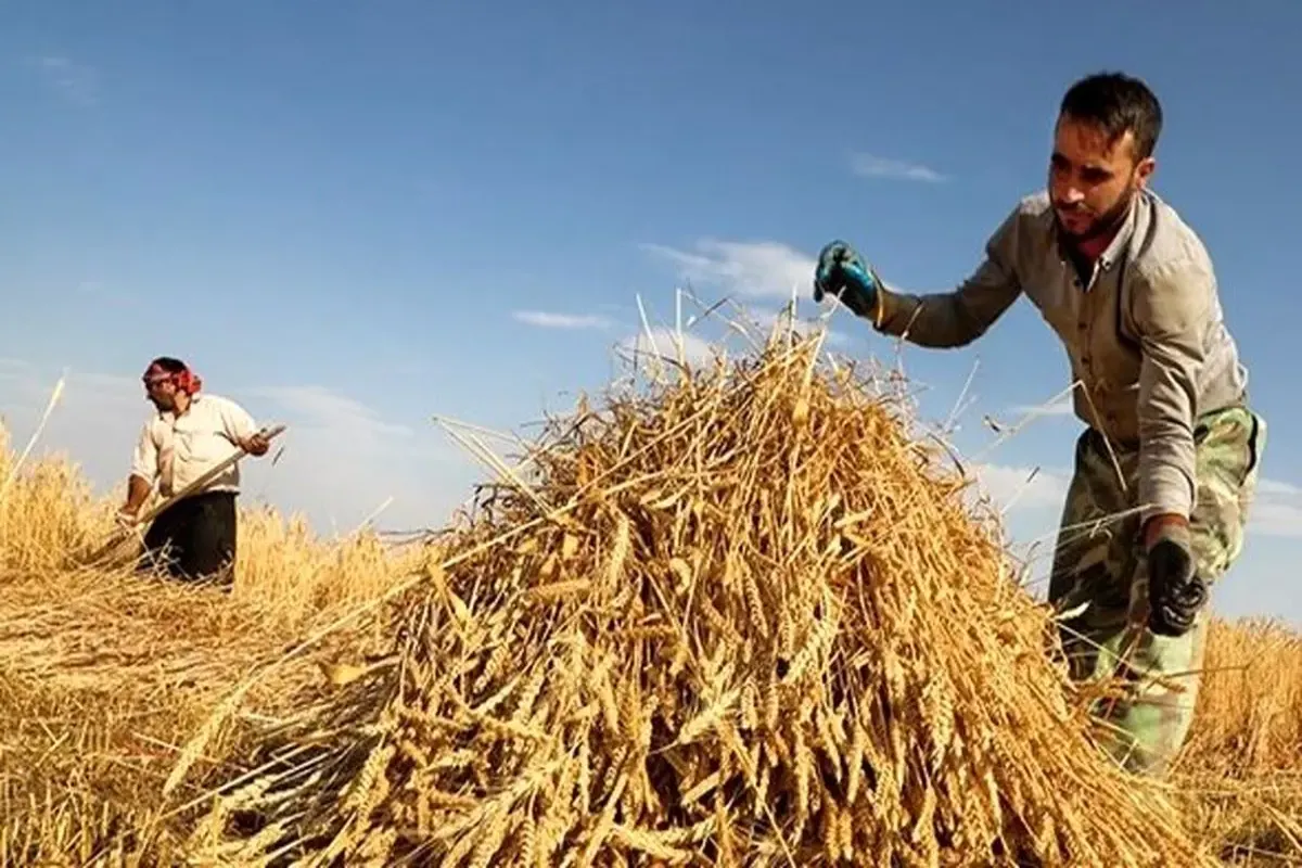 4 هزار 969 میلیارد تومان دیگر از مطالبات پرداخت شد گندمکاران