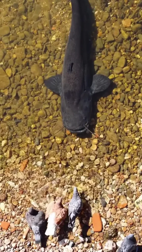 ببینید؛ سلامی به آقای سبیل‌دار! گربه‌ماهی غول‌پیکر در کمین کبوترهای بی‌خبر